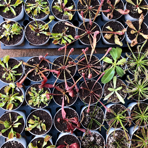 Purple Pitcher Plants for Beginners • Pitfall Traps • Pre-planted