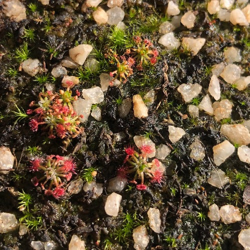 SUNDEW: Drosera Nitidula x Occidentalis (Pot o' Pygmies) for sale | Buy carnivorous plants and seeds online @ South Africa's leading online plant nursery, Cultivo Carnivores