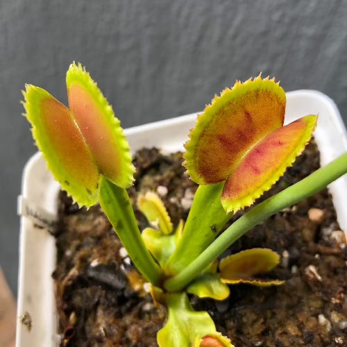Venus flytrap Dracula · Rare Breeding Clone · Flytrapstore, USA
