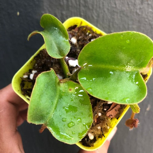 Ultra Rare * Nepenthes aff. Nebularum loc SE Mindanao, Philippines * Carnivorous plants for sale South Africa