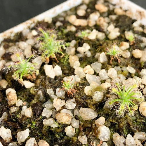 SUNDEW: Drosera Grievei (Pot o' Pygmies) for sale | Buy carnivorous plants and seeds online @ South Africa's leading online plant nursery, Cultivo Carnivores