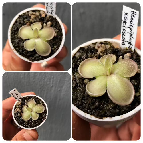 Pinguicula Hemiepiphytica x Cyclosecta · Mexican Butterwort · BCP