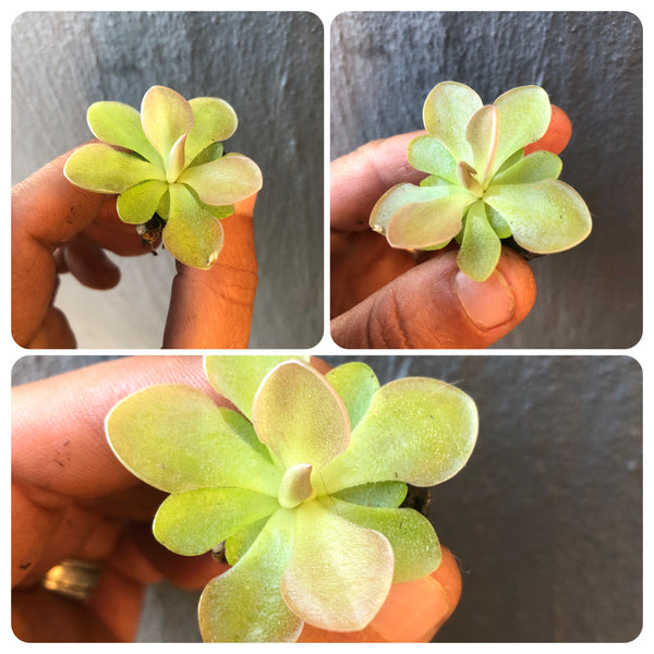 Pinguicula ‘Weser’ (Ehlersiae x Moranensis) · C.Klein Import