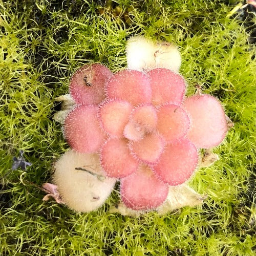 BUTTERWORT (Mexican): Pinguicula Agnata f. red leaf loc El lobo for sale | Buy carnivorous plants and seeds online @ South Africa's leading online plant nursery, Cultivo Carnivores