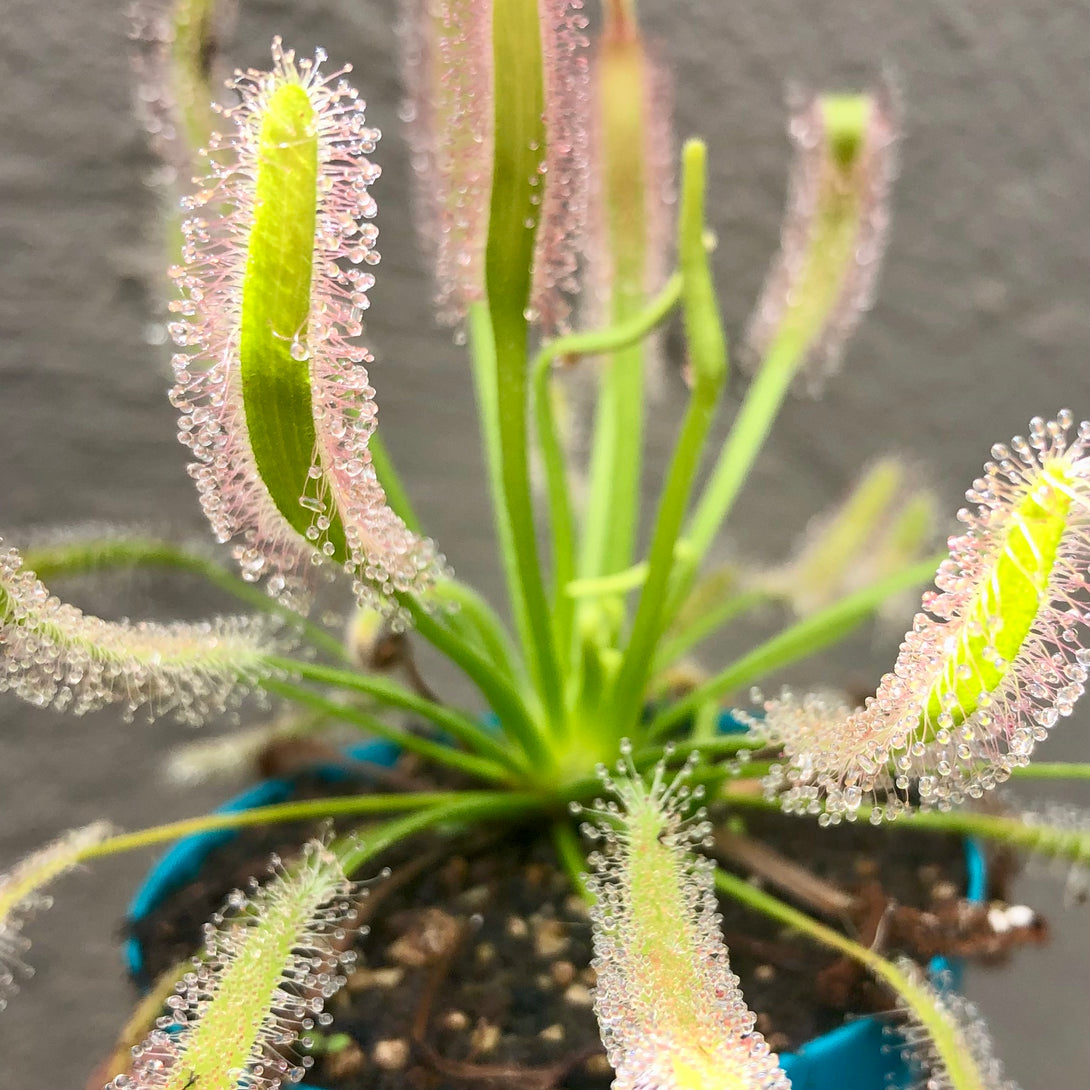 SUNDEW: Drosera Capensis f. Alba (various sizes) for sale | Buy carnivorous plants and seeds online @ South Africa's leading online plant nursery, Cultivo Carnivores