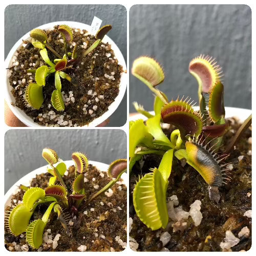 Whatsapp RARE and COLLECTABLES Sale (BN14/17) 🌟Cultivo's Holiday Traps - Limited Release! * One red and one green flytrap potted together 🪴 10cm wide mouth pot