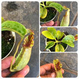 Whatsapp RARE & COLLECTABLES Sale (BN21/15) 🌟 Nepenthes (Veitchii x Lowii) x Robcantleyi ex Borneo Exotics 🌱 Potted
