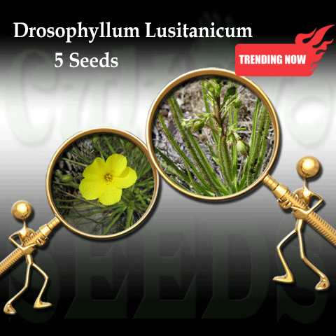 SEEDS:  Dewy Pine > Drosophyllum Lusitanicum for sale | Buy carnivorous plants and seeds online @ South Africa's leading online plant nursery, Cultivo Carnivores