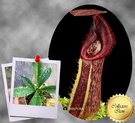 Nepenthes (clipeata × eymae) × (veitchii × lowii) • Tropical pitcher • Wistuba Seed grown