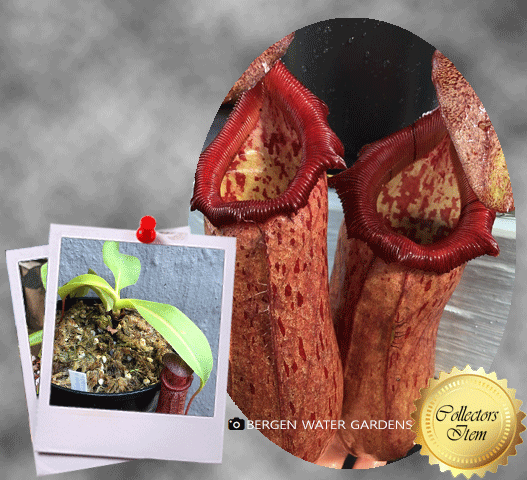 Nepenthes ventricosa × robcantleyi • Tropical pitcher • Borneo exotics
