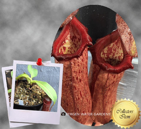 COLLECTORS ITEM:  Nepenthes Ventricosa x Robcantleyi BE 📏 13-16cm > Exact plant pictured