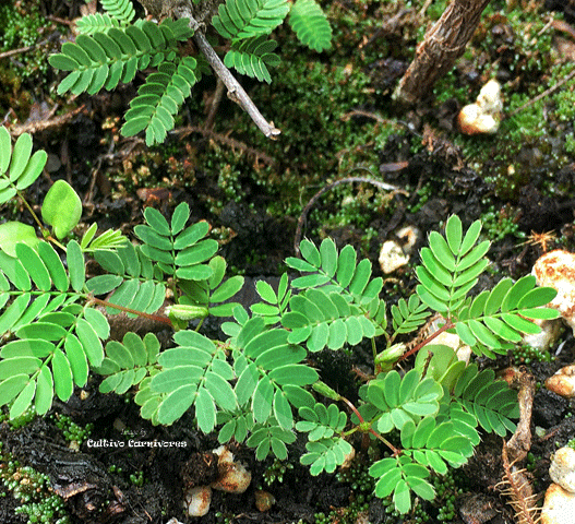 Mimosa Pudica for Sale | Buy Touch Me Not Plant in South Africa