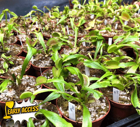 Venus fly traps for sale _ Buy online @ Cultivo Carnivores South Africa