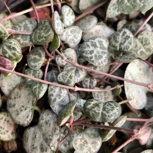Buy Ceropegia Woodii String of Hearts online * Companion plants for carnivorous plant terrariums and paludariums for sale in South Africa