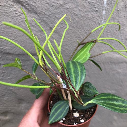 Buy Peperomia Angulata online * Companion plants for carnivorous plant terrariums and paludariums for sale in South Africa
