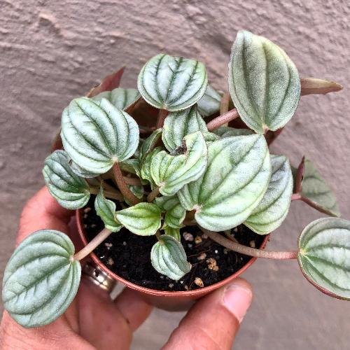 Buy Peperomia Napoli Nights online * Companion plants for carnivorous plant terrariums and paludariums for sale in South Africa