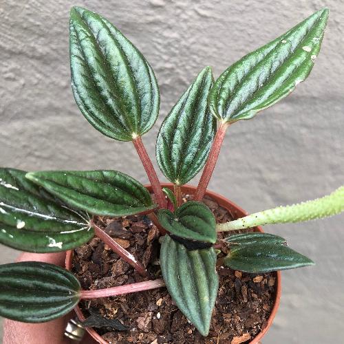 Buy Peperomia Zorro online * Companion plants for carnivorous plant terrariums and paludariums for sale in South Africa