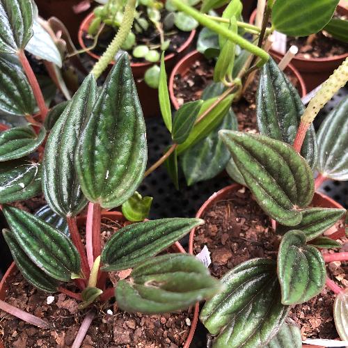 Buy Peperomia Zorro online * Companion plants for carnivorous plant terrariums and paludariums for sale in South Africa