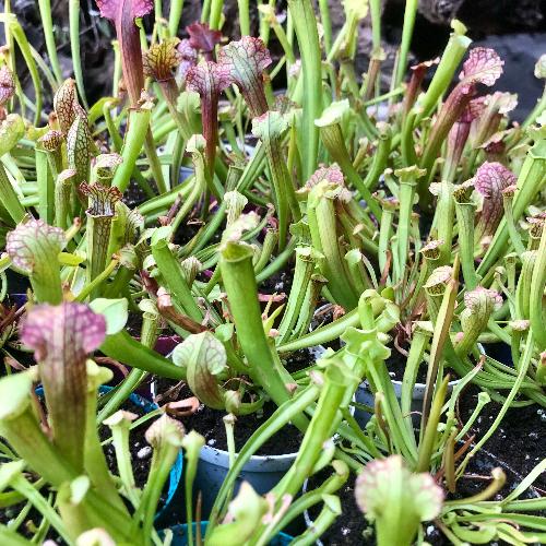 Buy in Bulk and Save: Discount value packs Venus fly traps  trumpet pitchers and other carnivorous plants for sale _ wholesale _ in South Africa