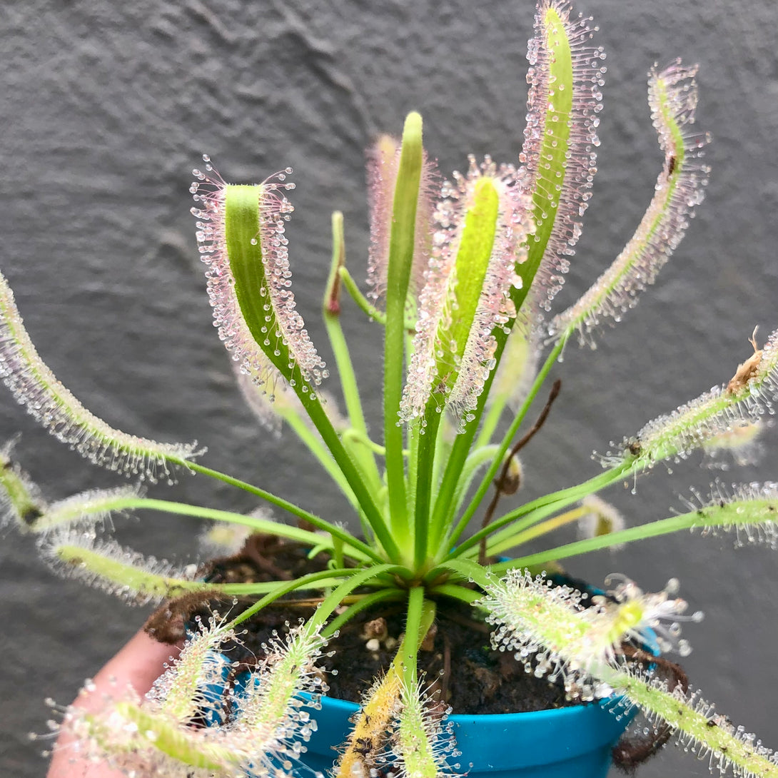 SUNDEW: Drosera Capensis f. Alba (various sizes) for sale | Buy carnivorous plants and seeds online @ South Africa's leading online plant nursery, Cultivo Carnivores