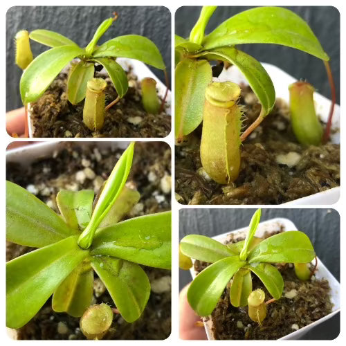 Nepenthes Alata Biflora "Captain Hook" * Rooted cutting 🌱 Potted