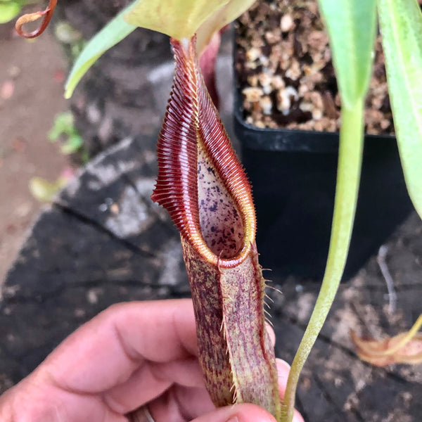 Nepenthes Singalana (Gunung Belirang, Sumatra) • Seed-grown tropical pitcher • C.Klein