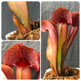 Whatsapp RARE & COLLECTABLES Sale (BN28/10) 🌟 Sarracenia Swaniana ex C.Klein * Rooted division 🌱 Bareroot