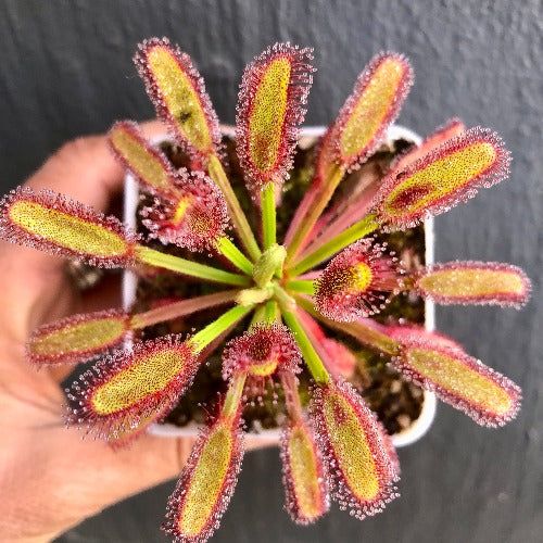 Drosera Capensis 'Bains Kloof' South Africa * Potted Plant * Buy carnivorous sundews online