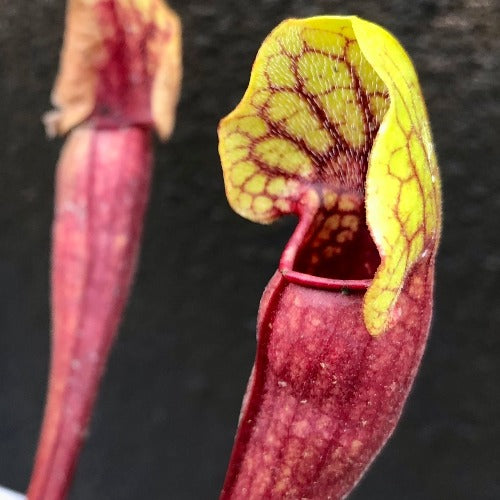 Sarracenia cv 'Vogel' for sale_Carnivorous trumpet pitcher plant for sale
