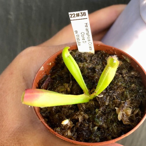 RARE carnivorous plants for sale: Heliamphora Ciliata (Lowland) ex Wistuba * Clone D