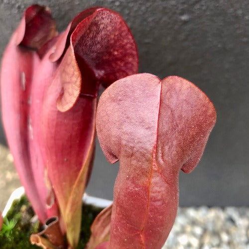 Buy online: Sarracenia Swaniana Red * C.Klein * Carnivorous plants for sale South Africa
