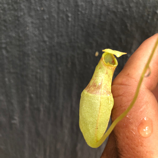 Nepenthes sp Eustachya (K. Sembilan, Sumatra) ex Wistuba 📏 Leafspan 8-12cm 🪴 Potted
