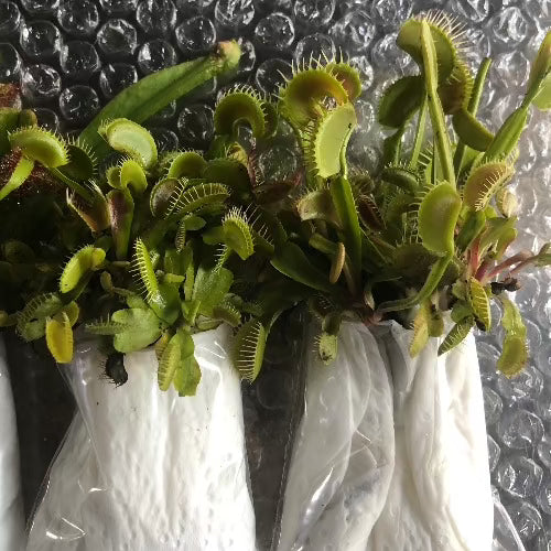 Venus fly traps and other carnivorous plants for wholesale_Buy discount value boxes online South Africa