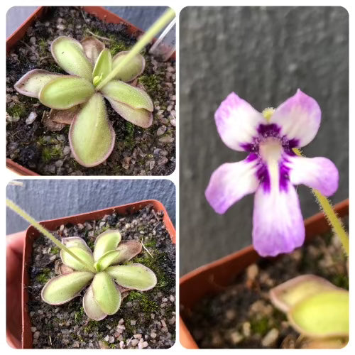 Pinguicula ANPA C (Eloxochitlan, Mexico) · BCP · Mexican Butterwort
