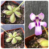 Whatsapp RARE & COLLECTABLES Sale (BN21/08) 🌟 Pinguicula sp ANPA C loc Eloxochitlan, Mexico * Breeding stock / Seed parent 🌱 Bareroot