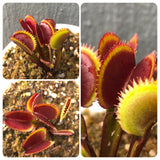 Whatsapp RARE & COLLECTABLES Sale (BN28/11) 🌟 DM Red Sawtooth DM44 ex BCP * Breeding stock / Seed parent 🌱 Potted