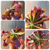 Whatsapp RARE & COLLECTABLES Sale (BN21/22) 🌟 Sarracenia Psittacina var. okefenokeensis loc Sandy Creek * Breeding Stock 🌱 Bareroot