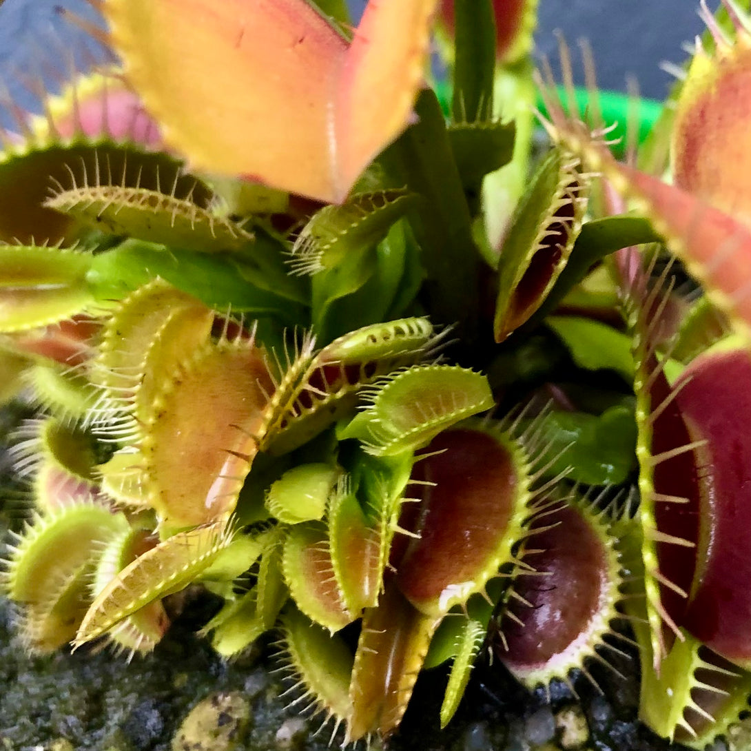 VENUS FLYTRAP 🌟 DM DC XL * Flytrapstore, USA 📏 7+yr old Mature, multi-crown plant 💎 Collectors Item > Exact plant pictured for sale | Buy carnivorous plants and seeds online @ South Africa's leading online plant nursery, Cultivo Carnivores
