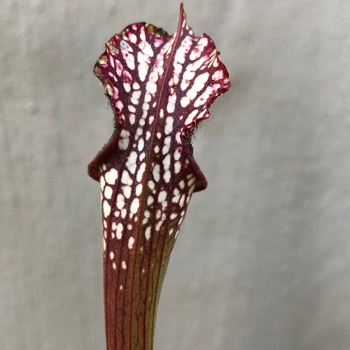 COLLECTORS ITEM 🌟 Sarracenia Leucophylla purple veined, Milton, N.Florida SL20 ex. M. King * XXL 7th gen rooted division ❄️ Trimmed pitchers