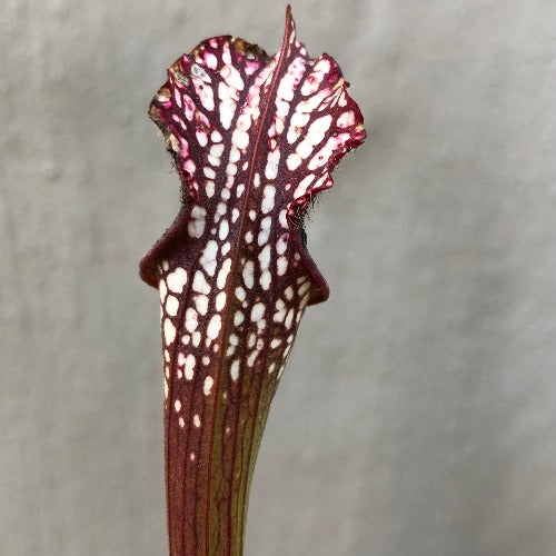 TRUMPET PITCHER 🌟 Sarracenia Leucophylla purple veined, Milton, N.Florida SL20 ex. M. King * XXL 7th gen rooted division