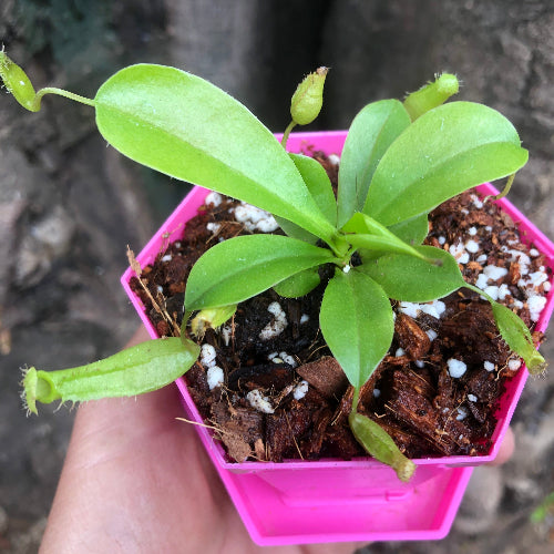 Carnivorous Tropical pitcher plant nepenthes for sale in South Africa Buy in-store now