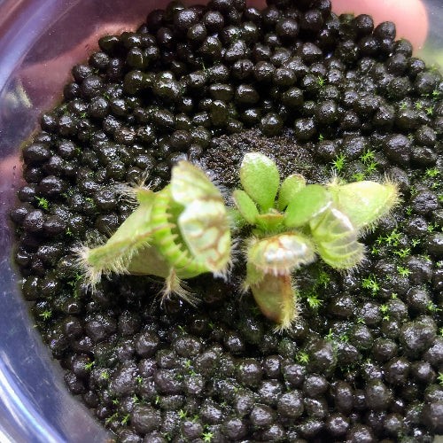 Exact Cephalotus Holland Clone plant for sale in rootball plug – rare Albany pitcher plant, side view