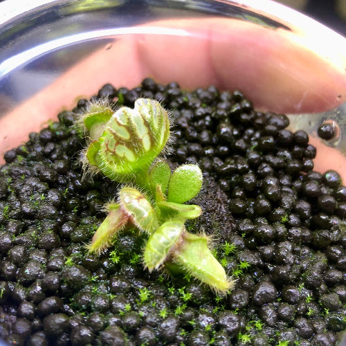 Juvenile Cephalotus Holland Clone cluster – actual plant for sale in South Africa, rooted and ready to grow
