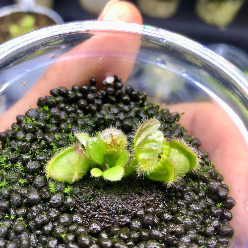 Close-up view of Cephalotus Holland Clone plant – rare carnivorous species rooted in plug