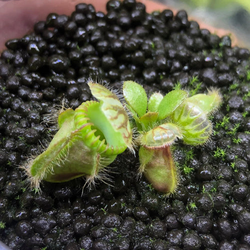 Cephalotus Holland Clone juvenile plant for sale in South Africa – top view in rootball plug