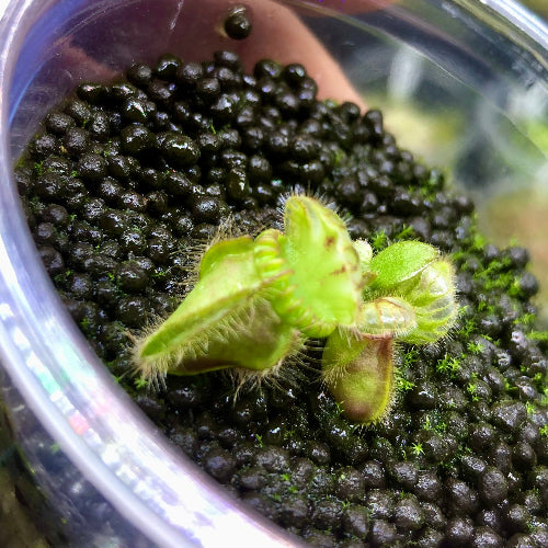 Close-up pitcher view of Albany pitcher Holland Clone plant – rare carnivorous species rooted in plug
