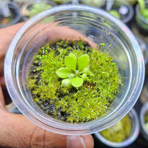 Top view of Albany pitcher Holland Clone plant – rare carnivorous species rooted in plug
