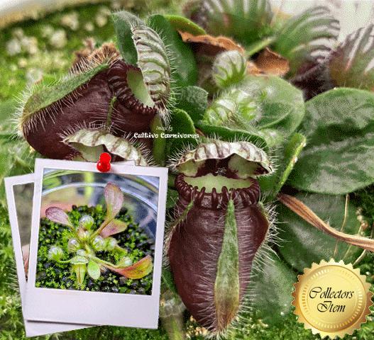 Cephalotus Pitcher Plants for Sale South Africa | Cultivo Carnivores