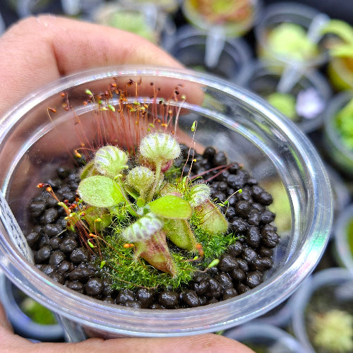 Exact Cephalotus follicularis "Thomas Carow" seed-grown albany pitcher plant in a clear cup, held by hand, showing carnivorous juvenile pitchers and moss