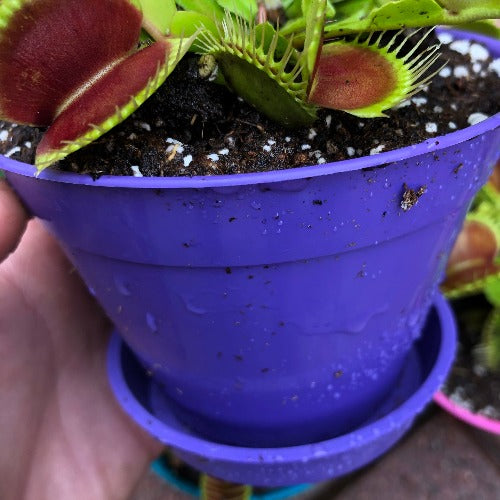 Colourful DECO planter sets with clip on water tray